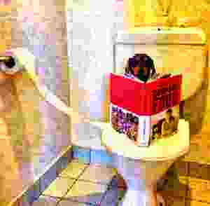 A black and tan dachshund reading a red cookbook while sitting on a toilet in a golden yellow bathroom